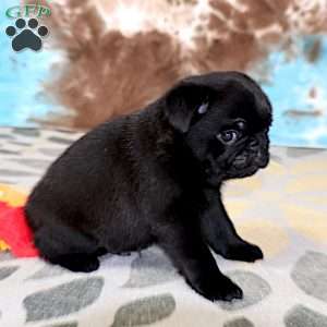 Greg, Pug Puppy
